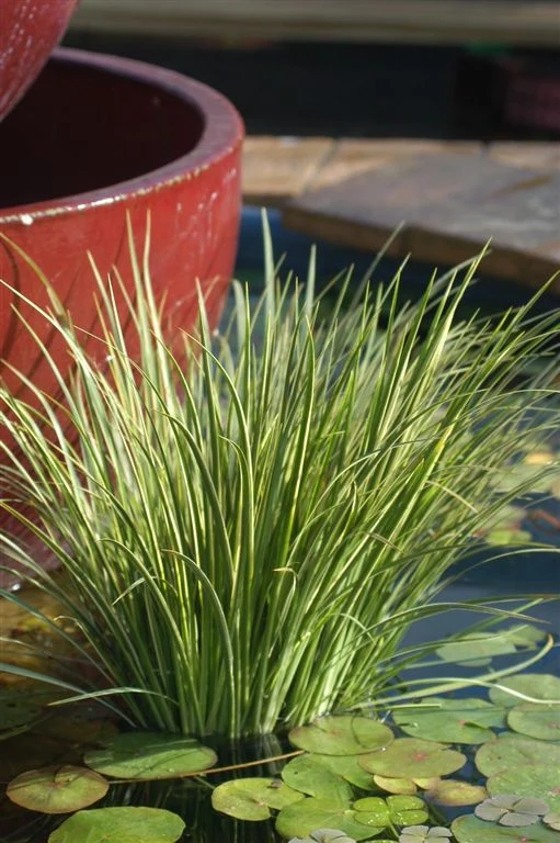 Discover the Best British Pond Plants for Your Garden