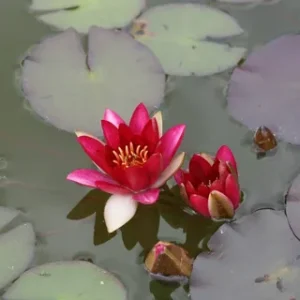 Growing Marginal Pond Plants: A Complete Beginner’s Guide