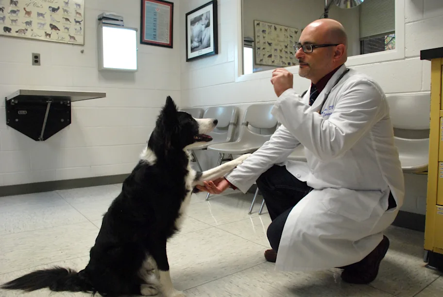 Professional Canine Behavior Assessment for Better Results